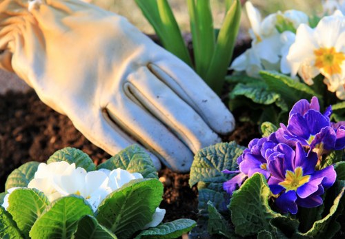 Professional lawn repair and overseeding in Westcombe Park