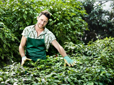 Professional garden clearance improving a Westcombe Park garden