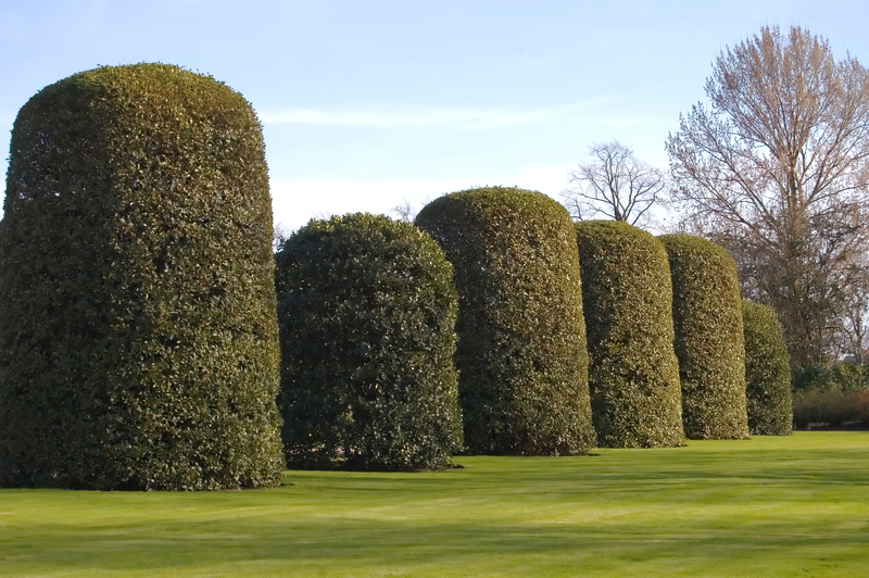 Garden hedges